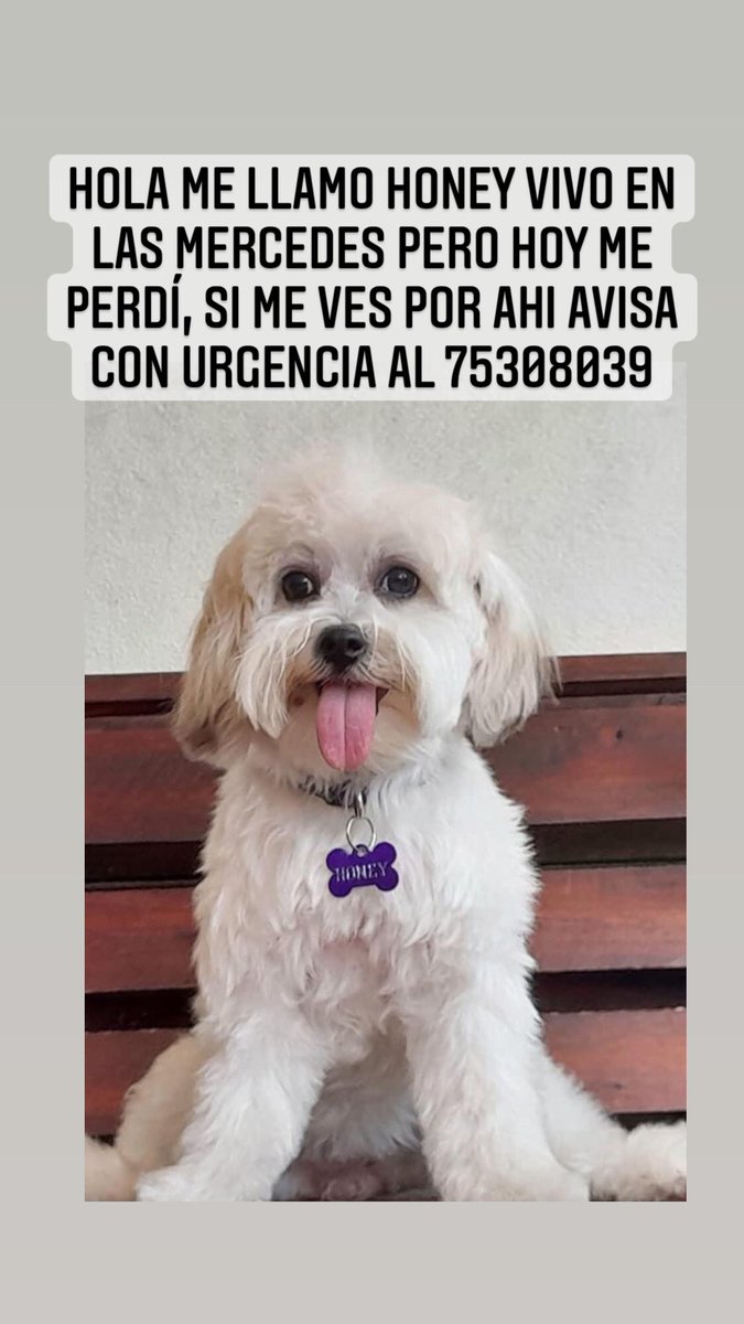 fundacion_adan's tweet photo. Se busca! Ayúdala a regresar a casa https://t.co/EyttQSIjXl