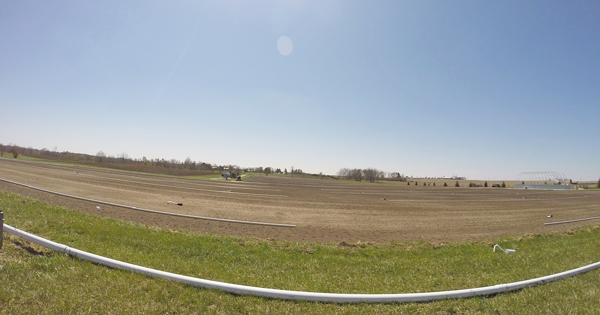 iastate_cals's tweet photo. How it started ➡️ How it's going
Baby Jack Trice Stadium! 🌱

These six acres of sod growing at #IowaState Horticulture Research Station will soon call Jack Trice Stadium and two practice fields home. (1/2) https://t.co/7DDz2ypX3s