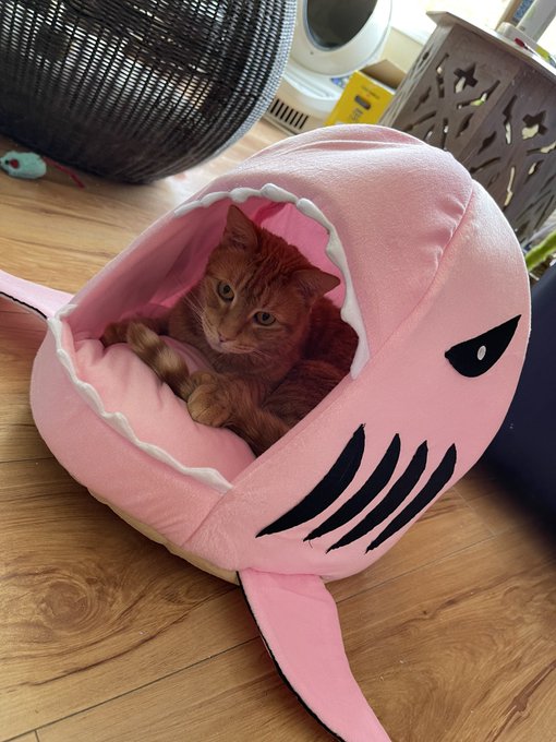 When even your cats know that #SharkWeek is the best week of the year! 🦈 https://t.co/LFs6Xo62Pf<a href="/tag/sharkweek"class="tags">#SharkWeek</a>