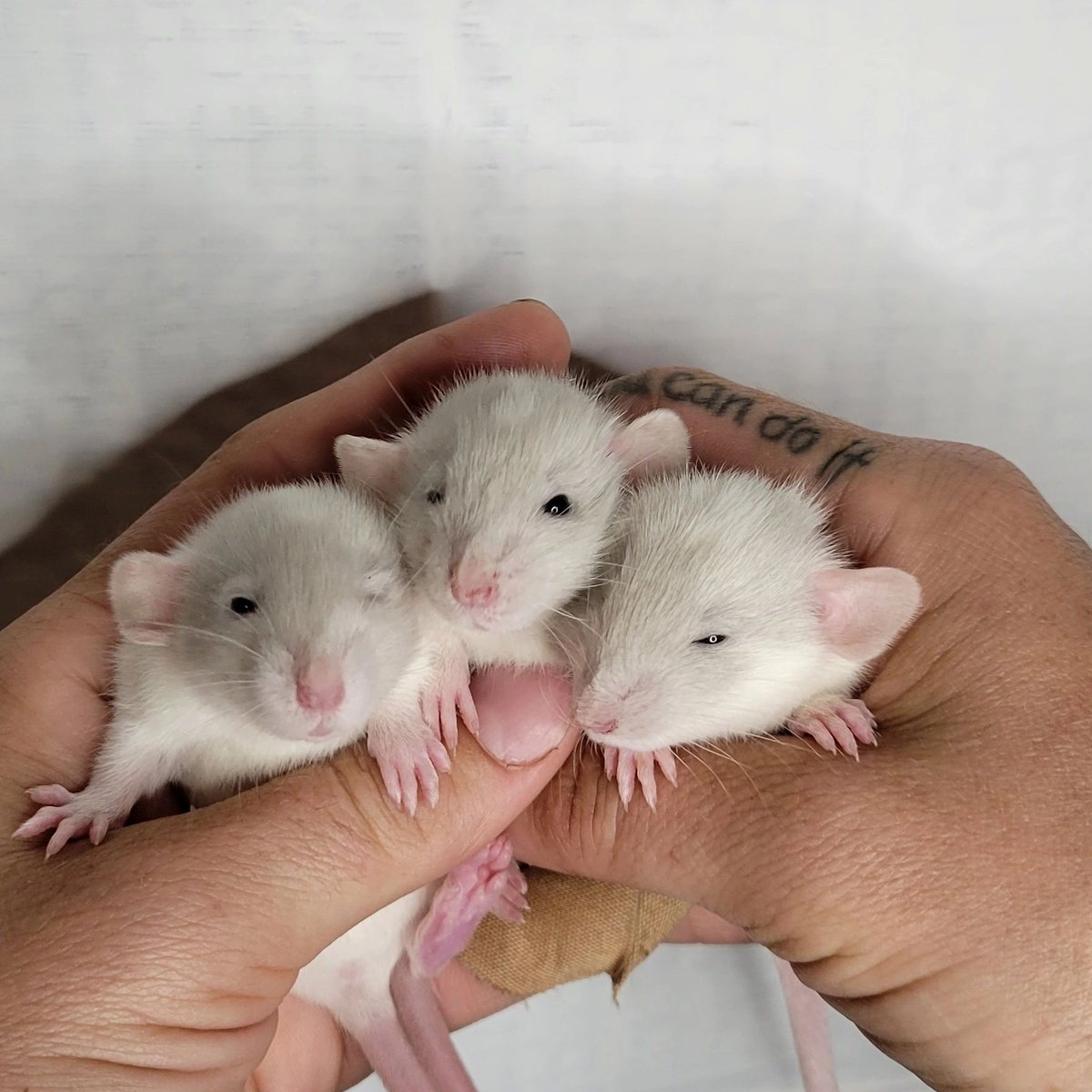 Words cant describe the cuteness! #bentleycritters #babyrats #rat #rats #babyrat 

bentleycritters.com/blog-1/f/if-yo…