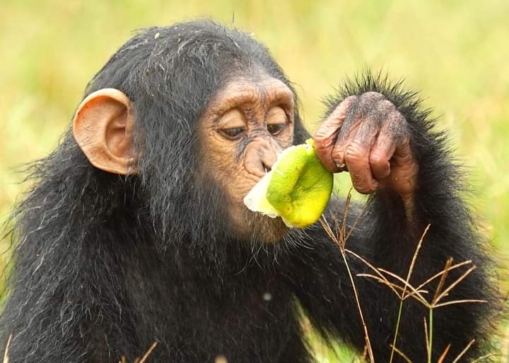 It's international Chimpanzee day today, and we celebrate our cousins the chimpanzees at
<a href="/ngambaisland/">#VisitNgamba🇺🇬</a>
<a href="/wild_epic/">Wild Epic Safaris.</a>
Book your chimpanzee tracking safari today with us 
wildepicsafaris.com
info@wildepicsafaris.com
wildepicsafaris@gmail.com
📞 Or whatsapp-- +256788838086