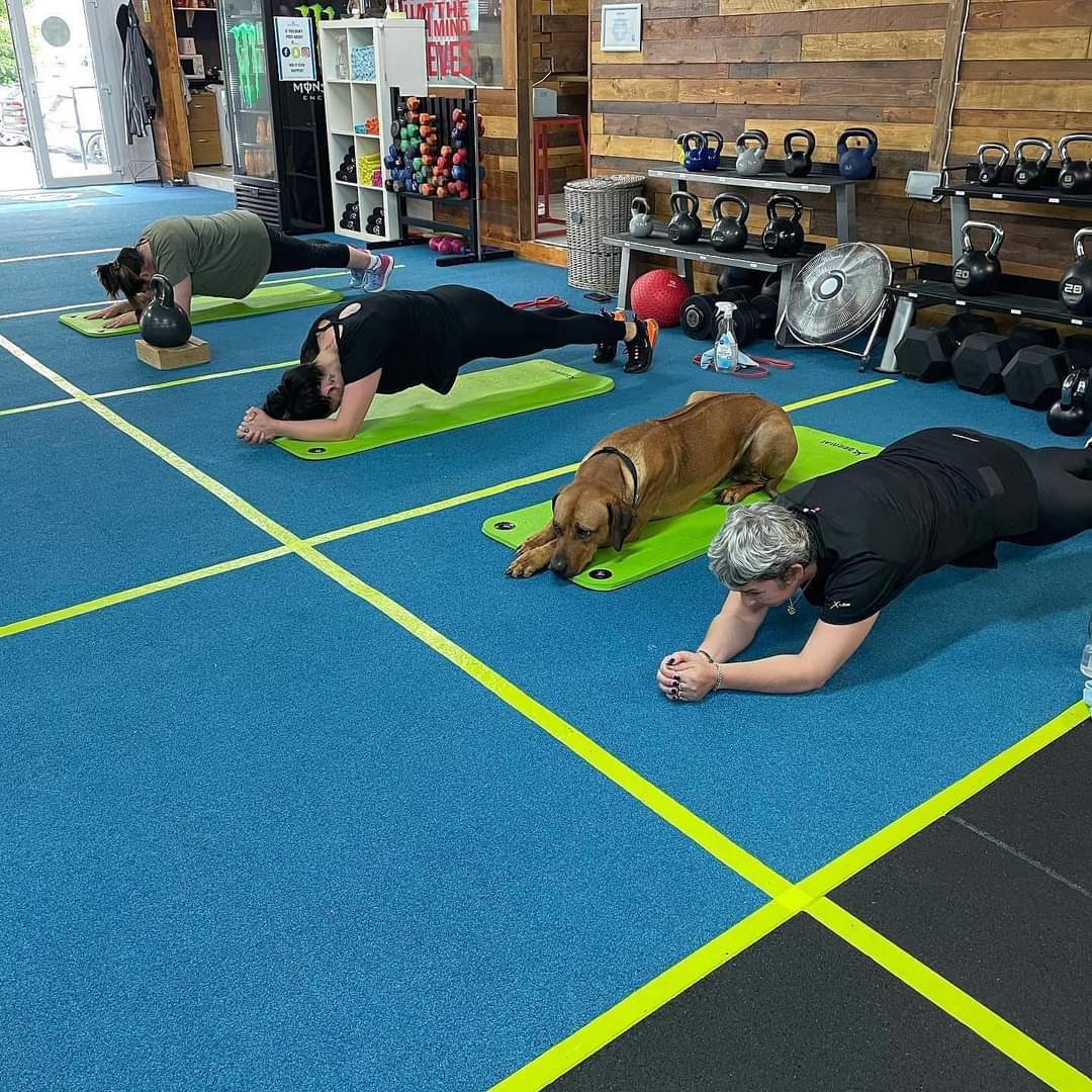anne_shorty's tweet photo. @samwarburton_ Our coache's dog always at our gym one big family  #elite_personal_training_rhyl https://t.co/ZOEWsuhaHh