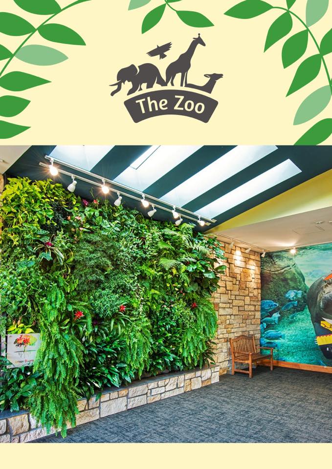 Urban Blooms (@urbanbloomsorg) on Twitter photo Visiting the <a href="/CincinnatiZoo/">Cincinnati Zoo</a> is the perfect way to spend a hot summer day🌞
During your next visit, make sure to stop by our LIVING WALL!
Our wall features lipstick plants, wild ferns, hungry pitcher plants and more!
#livingwall #summer #verticalgarden #cincy Visiting the <a href="/CincinnatiZoo/">Cincinnati Zoo</a> is the perfect way to spend a hot summer day🌞
During your next visit, make sure to stop by our LIVING WALL!
Our wall features lipstick plants, wild ferns, hungry pitcher plants and more!
#livingwall #summer #verticalgarden #cincy