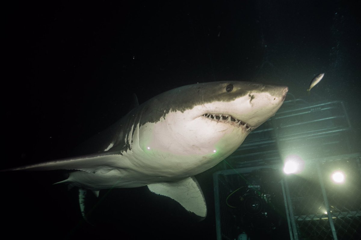 TheSharkDoctor's tweet photo. 📷 @thesharkdoctor 
Tonight at 10pm EST - ‘Return to the Lair of the Great White’ on @sharkweek ! Make sure you tune in - it is truly an incredible film! I hope you love it as much as I do! #sharkweek #conservation #westernaustralia #australia #greatwhiteshark #discovery #cressi https://t.co/aiaRNKXma0