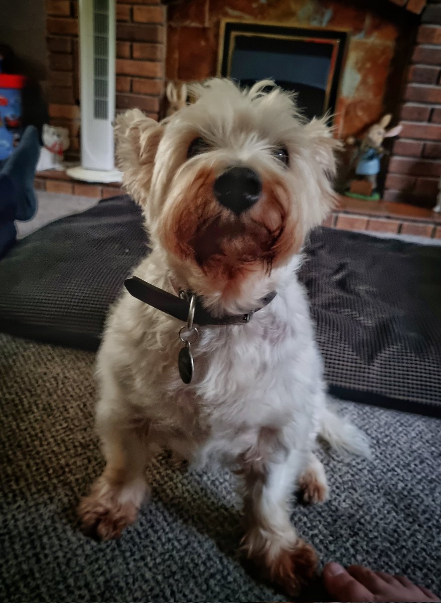 Hope_Kesy's tweet photo. @paddingtonbond @ZombieSquadHQ We've been up the Tor, it was tiring for us and we have 4 leg drive but only little legs. As you can see. https://t.co/vuDoWBEYUG