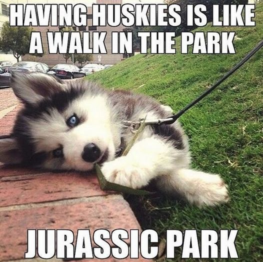 Moonlight Foyet© tweet media