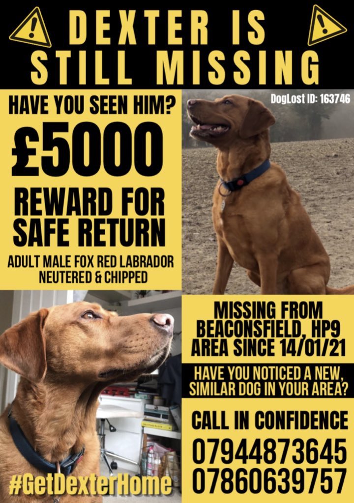 getdexterhome's tweet image. 6 months today. I have no words. We won’t stop looking for you Dexter. #GetDexterHome #FindDexter 

Male Fox Red Lab stolen from Beaconsfield, Bucks 14/01/21. Neutered &amp;amp; Chipped. Large reward for his safe return. Please help us because we are desperate.