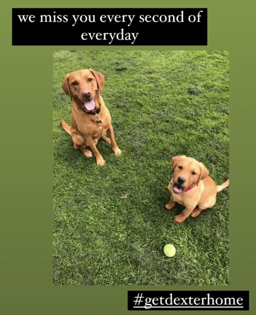getdexterhome's tweet image. 6 months today. I have no words. We won’t stop looking for you Dexter. #GetDexterHome #FindDexter 

Male Fox Red Lab stolen from Beaconsfield, Bucks 14/01/21. Neutered &amp;amp; Chipped. Large reward for his safe return. Please help us because we are desperate.