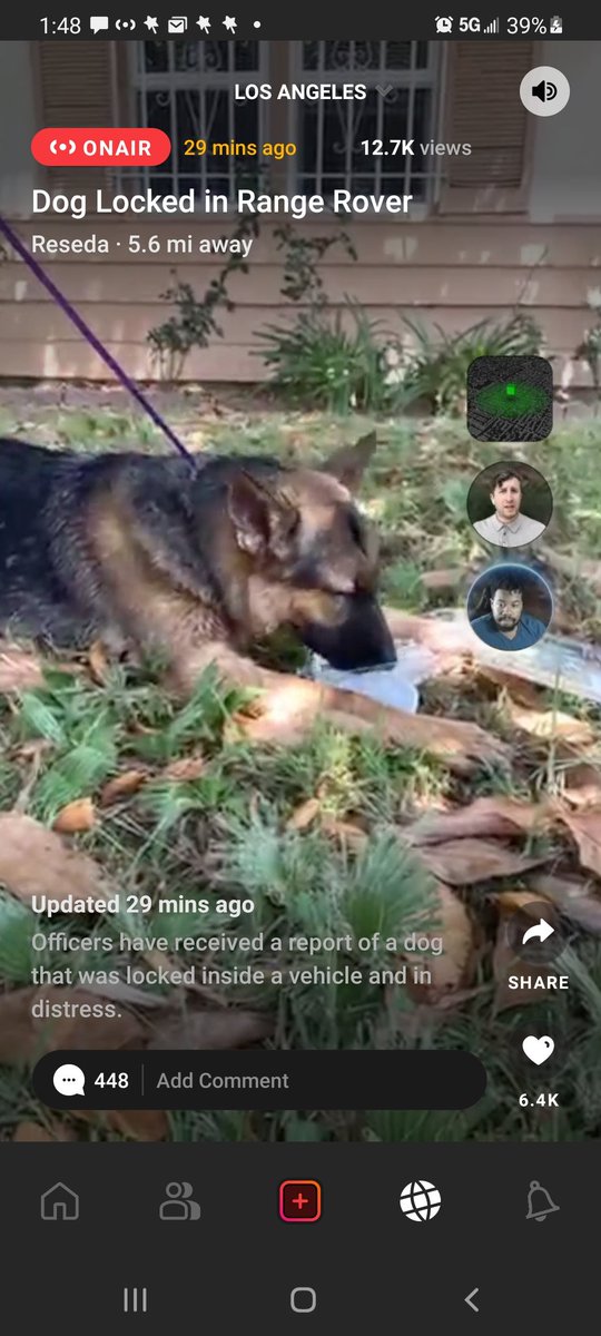 volalupi's tweet image. Some asshole left this gorgeous shepherd locked in a range rover overnight in #reseda.  @LAPDHQ gave him water until someone arrived to Jimmy the lock.   They should have just broken the damn window.  #humanssuck