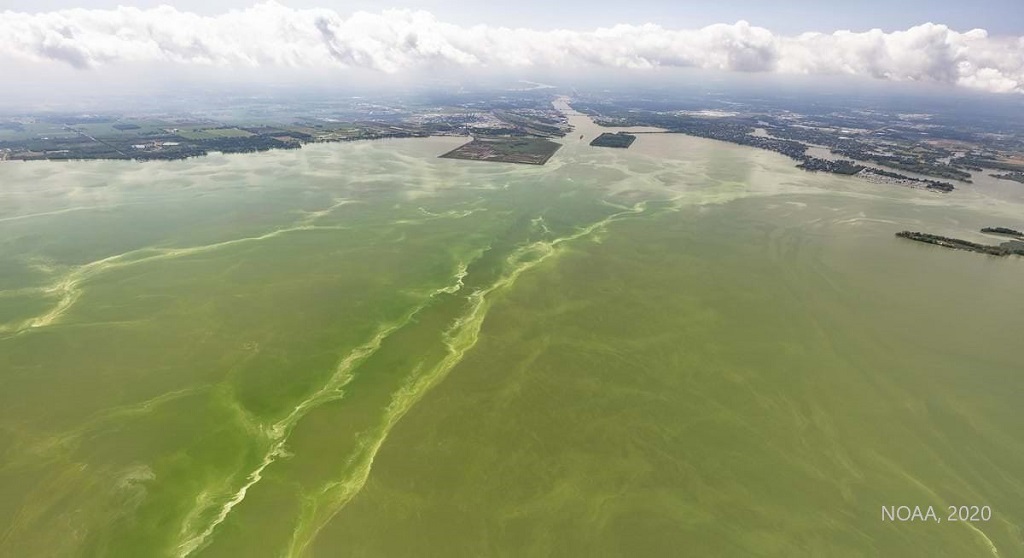 conont's tweet photo. Harmful Algal Blooms are an annual occurrence in #LakeErie &amp; a growing concern in other water bodies. Toxin produced during HABs can be a drinking water issue if concentrations are high near intakes. Controlling #phosphorus from #runoff is one way to reduce HABs. #SourceWaterON https://t.co/heKWgduWNN