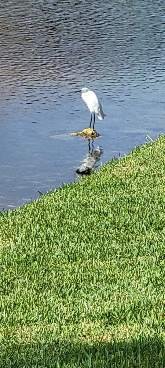 Missliss002's tweet photo. Check out this little cutie. Just looking for some morning snacks. Im not sure, but I'm guessing it's a white egret? Feel free to educate me. I always love learning new things.🤷‍♀️#birds #BirdsSeenIn2021 #Florida #backyard #notanorchid https://t.co/j2vi4gIsy9