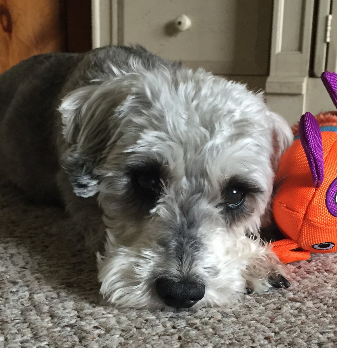 StephKop's tweet photo. Thank you so much @chewy for the beautiful flowers for the passing of our handsome boy, Mickey. #PetsBringUsTogether https://t.co/U00ii8ToZn