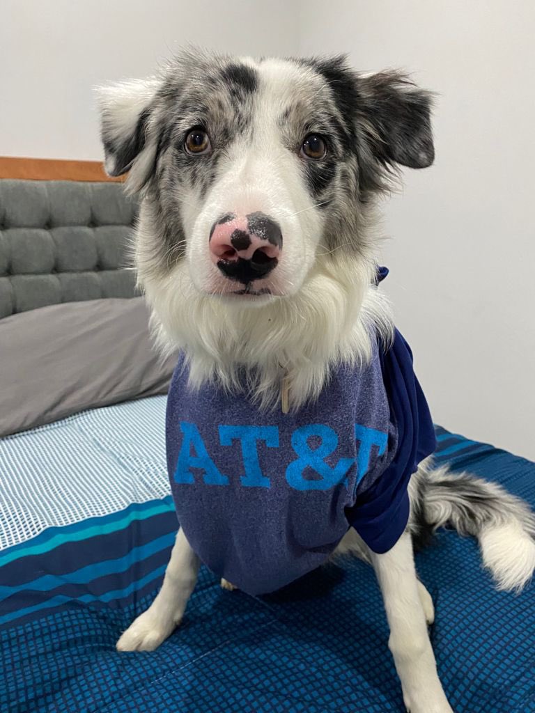 Hooman ! Hurry let’s go play! @Proud2bYoungOrg  #pawesome #lifeatATT