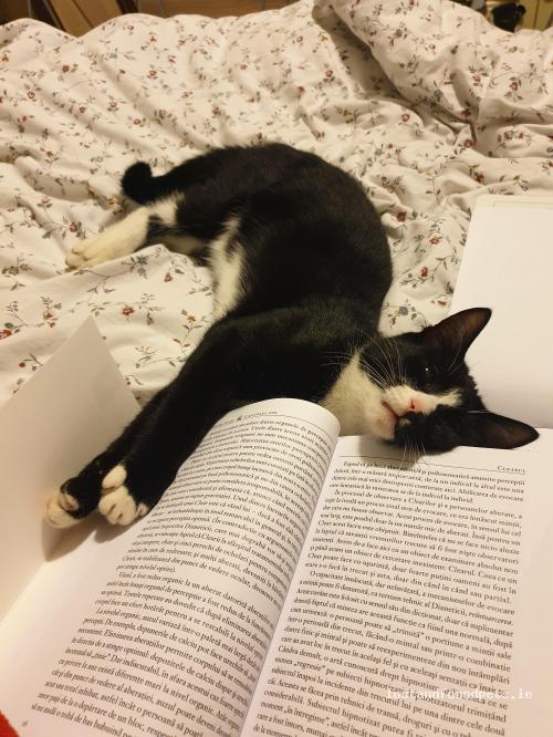 lostfoundpets's tweet photo. A male cat was lost on 01/07/2021 in Cluain Dara, #Derrinturn https://t.co/5odBSL3YaR #lpie https://t.co/XnVATypcBD
