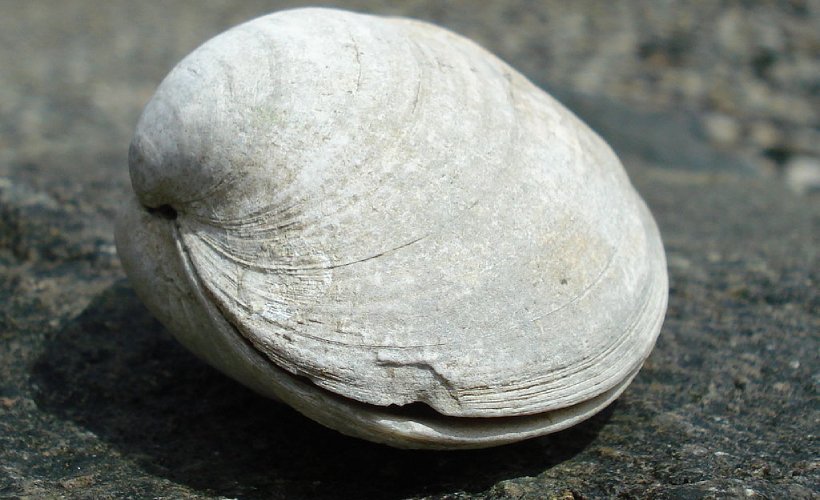 Happy as a Clam? This Clam Actually Has Clinical Depression: ow.ly/qGi250FvsYK