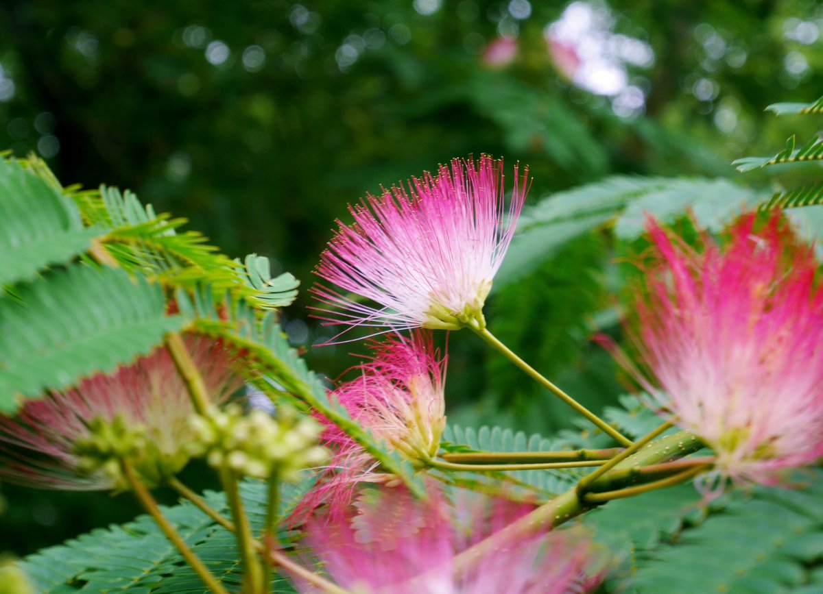 花 V Twitter 7月15日の花 ネムノキ 合歓木 花言葉 歓喜 マメ科ネムノキ亜科 別名 ネム ネブ 万葉集 昼は咲き夜は恋ひ寝る 合歓木の花 君のみ見めや戯奴さへに見よ 現代語訳 昼は美しく咲き 夜は葉が抱き合うように寝る合歓木の花 主人である私だけ