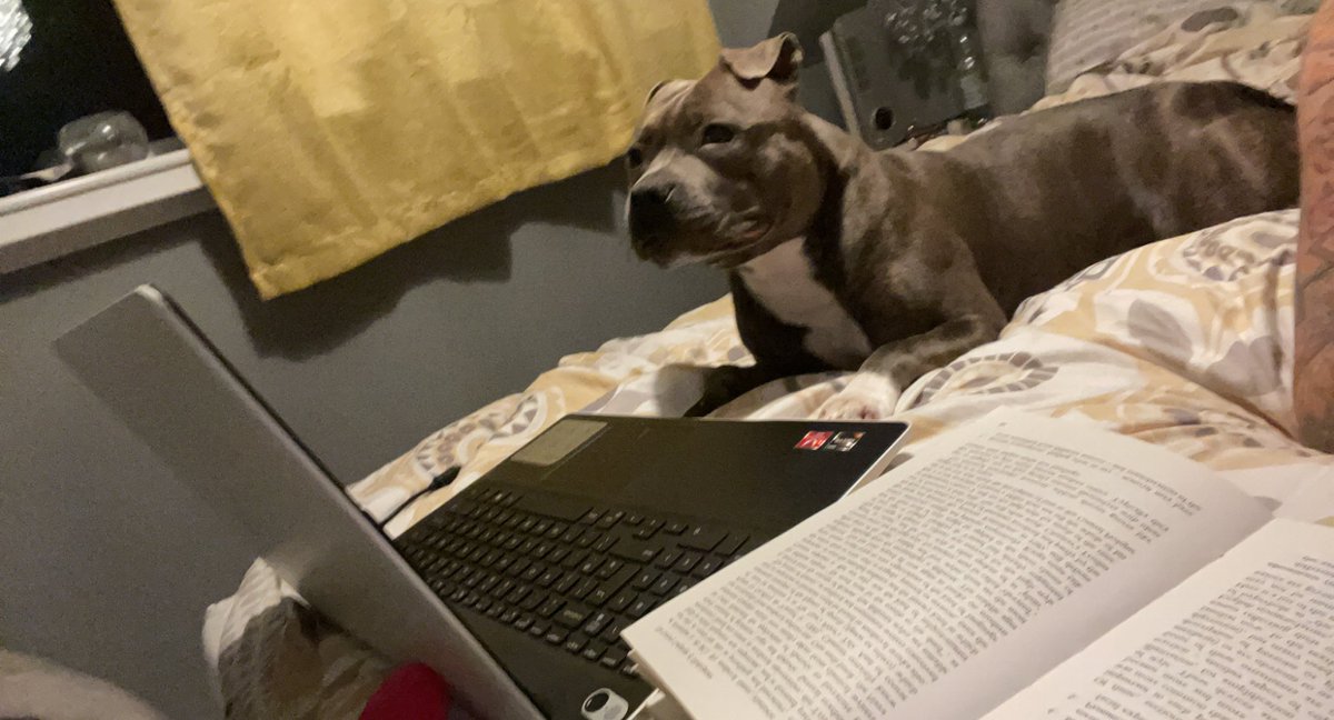 Kirstyy_Roberts's tweet photo. I think we all need a study buddy like Belle ๐๐ถ #unilife #studentlife #essaytime https://t.co/Pc2HXQawxp