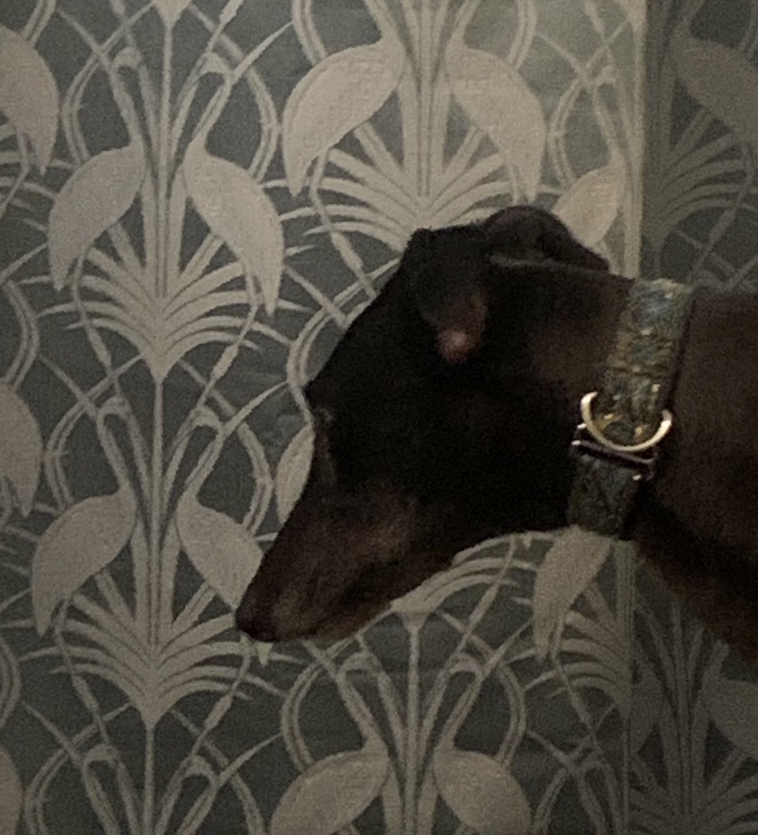 How do I know there are hedgehogs in the garden?