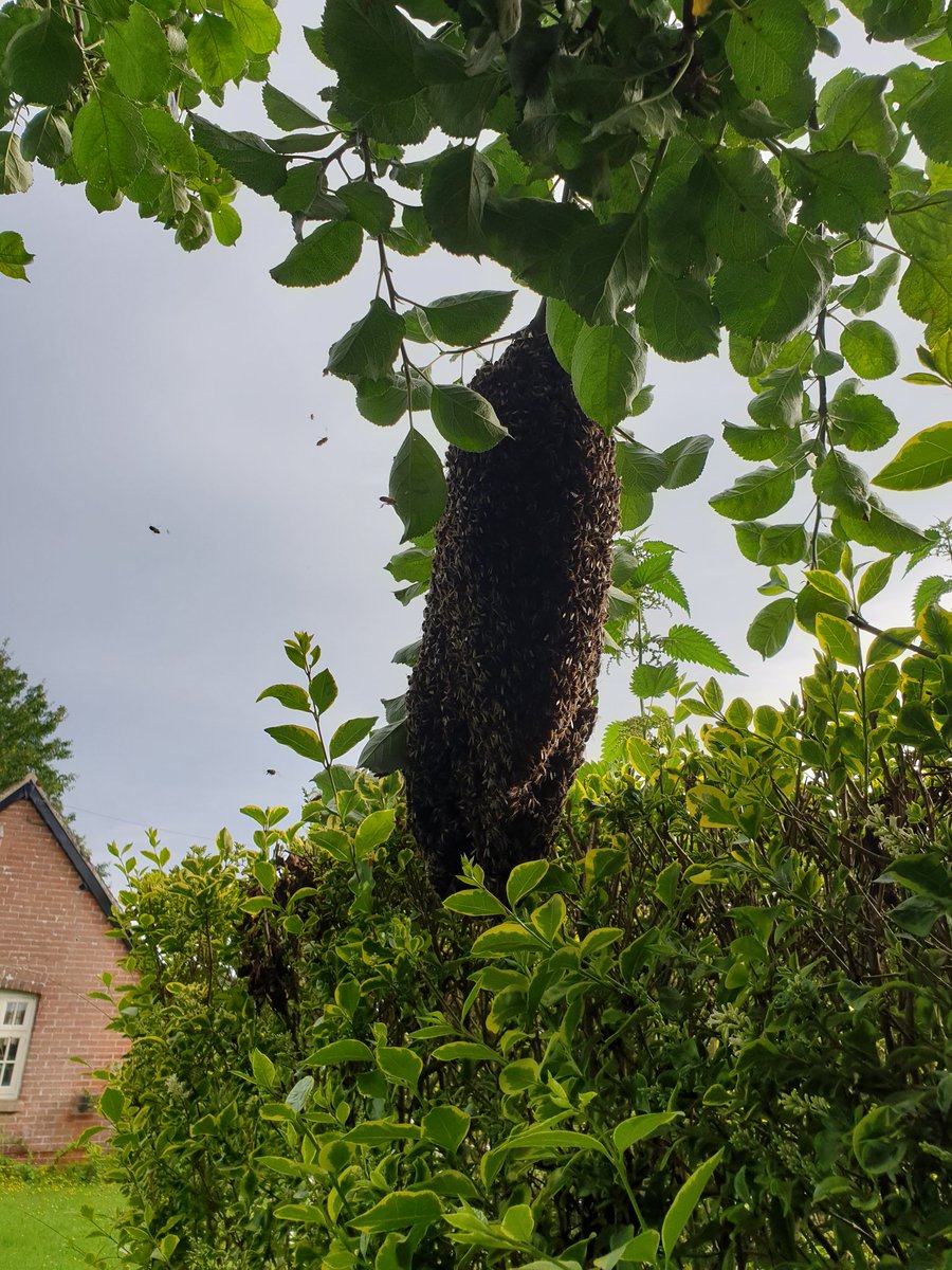 richarddbright's tweet photo. Swarm turned up. Quickly housed and already foraging #honeybee #britishbee https://t.co/95yfB8vvBs