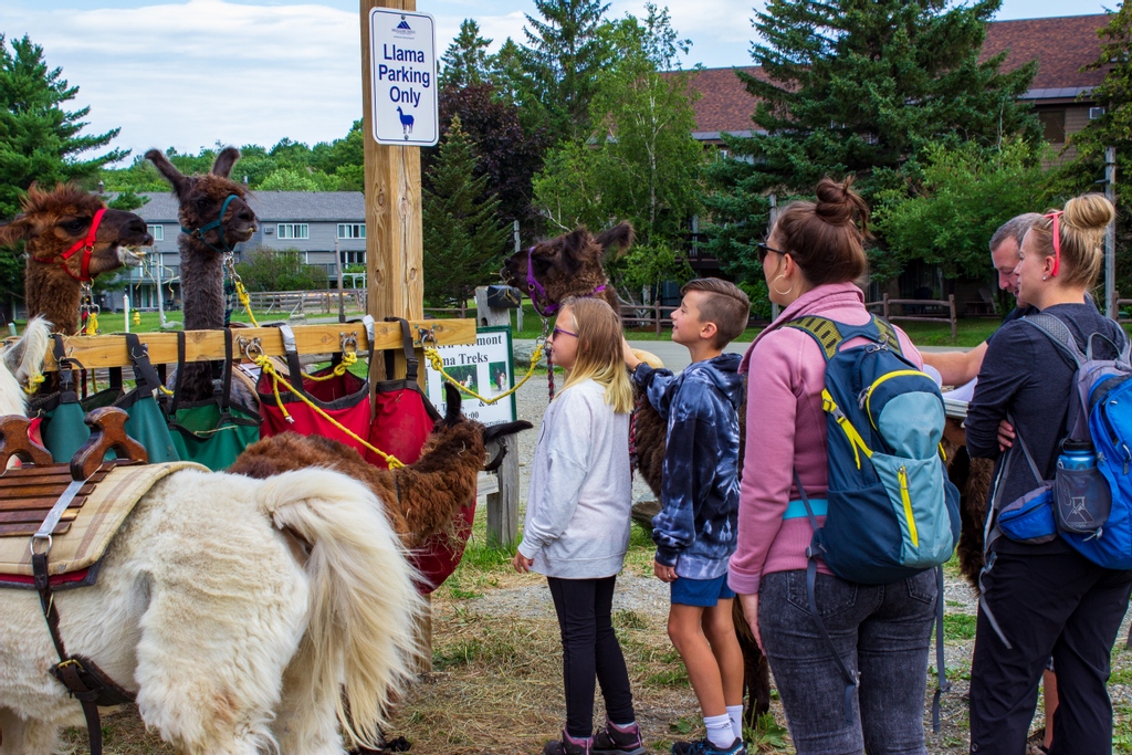 Smugglers_Notch's tweet photo. Llama Parking Only 🦙

Sign up for a Llama Trek TODAY by clicking the 🔗 below and selecting Llama Trek. Available Wednesday, Thursday &amp; Saturday 10:00 am - 1:00 pm.

🔗 https://t.co/8AbH8YzLYn 🔗 https://t.co/eeYv3Xuagl