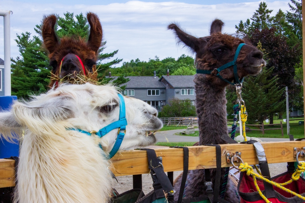 Smugglers_Notch's tweet photo. Llama Parking Only 🦙

Sign up for a Llama Trek TODAY by clicking the 🔗 below and selecting Llama Trek. Available Wednesday, Thursday &amp; Saturday 10:00 am - 1:00 pm.

🔗 https://t.co/8AbH8YzLYn 🔗 https://t.co/eeYv3Xuagl
