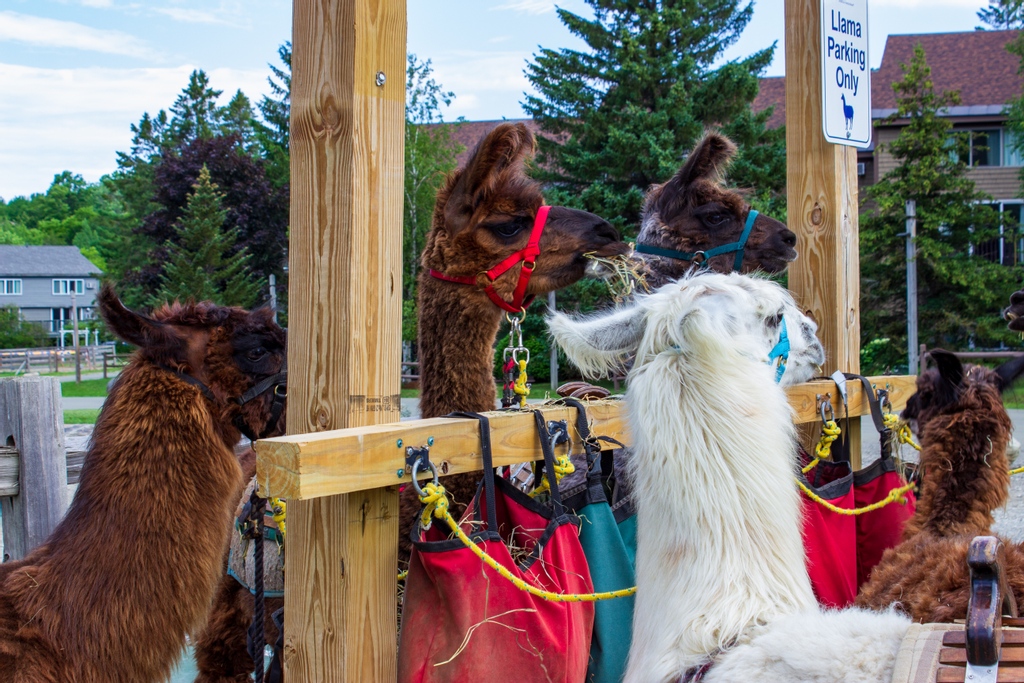 Smugglers_Notch's tweet photo. Llama Parking Only 🦙

Sign up for a Llama Trek TODAY by clicking the 🔗 below and selecting Llama Trek. Available Wednesday, Thursday &amp; Saturday 10:00 am - 1:00 pm.

🔗 https://t.co/8AbH8YzLYn 🔗 https://t.co/eeYv3Xuagl