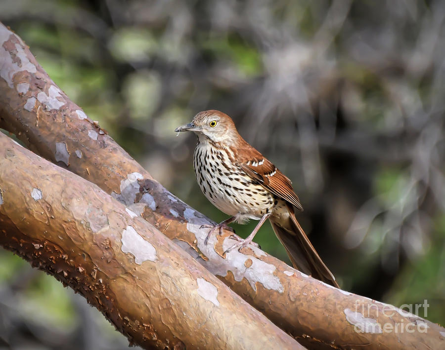 KerriFar's tweet photo. Brown Thrasher - one of our #BirdsOfVirginia ~ https://t.co/xWqEObr7ll ~ #NewRiverNature #BirdWatching #BirdPhotography ~ https://t.co/SAjVRQ0orK - #BirdPrints #VirginiaBirds https://t.co/gpiOhhK1lS