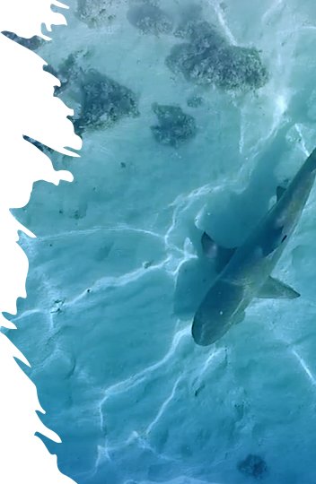 Jane Williamson (@urchinhunter) on Twitter photo Interested in joining my lab? Opportunities for PhD (including scholarship) researching elasmobranchs and remote sensing. As an EOI, send your CV and cover letter to jane.williamson@mq.edu.au <a href="/MEG_MQ/">Marine Ecology Group</a> @MQBiology Interested in joining my lab? Opportunities for PhD (including scholarship) researching elasmobranchs and remote sensing. As an EOI, send your CV and cover letter to jane.williamson@mq.edu.au <a href="/MEG_MQ/">Marine Ecology Group</a> @MQBiology