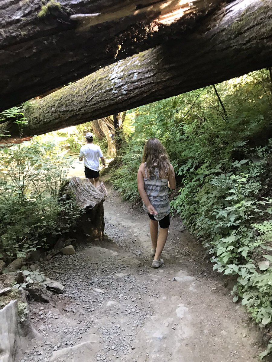 ShannonODKOMO's tweet photo. Nice mini #WAcation to the @olympicforest. The Lake Quinault Lodge was spectacular, the Hall of Mosses was mossy, and Ruby Beach never disappoints! #SoNorthwest https://t.co/fFlROxONd8