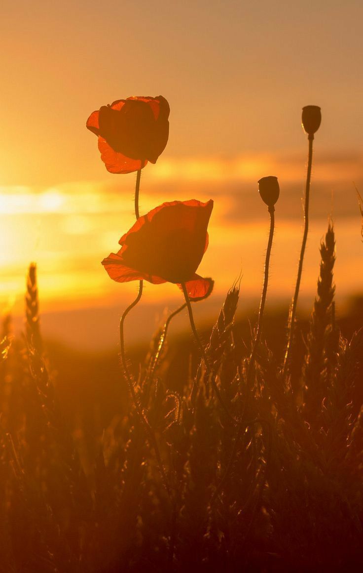 ❦   Fᥲrᥱᥕᥱᥣᥣ. —𝑷𝒂𝒓𝒕. 𝟏—

           ❝ 𝑴𝑶𝑵𝑶𝑹𝑶𝑳 ❞ 
      𖥸 <a href="/StandfordTeddy/">Teddy Standford ᴾᴬˢᵀ</a>