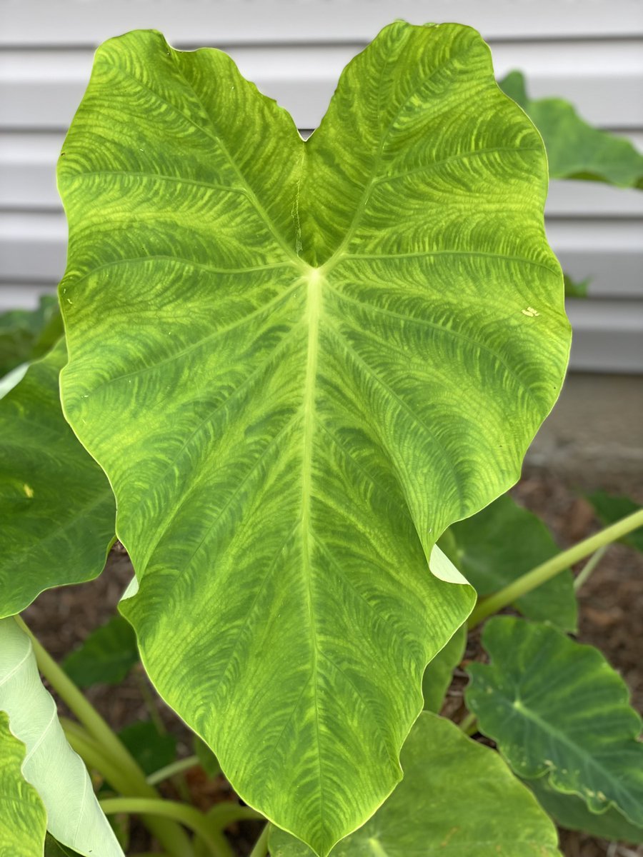 Love my Elephant Ears.