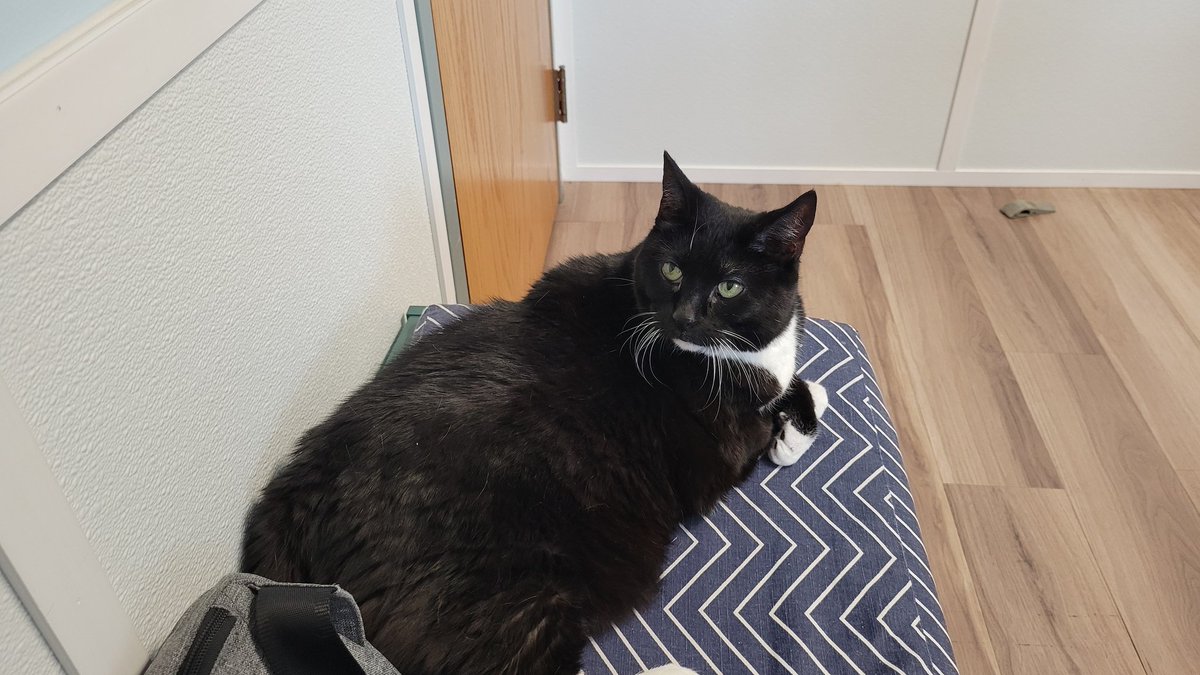 BodesFupa's tweet photo. I hate the vet https://t.co/GmBXlIB412