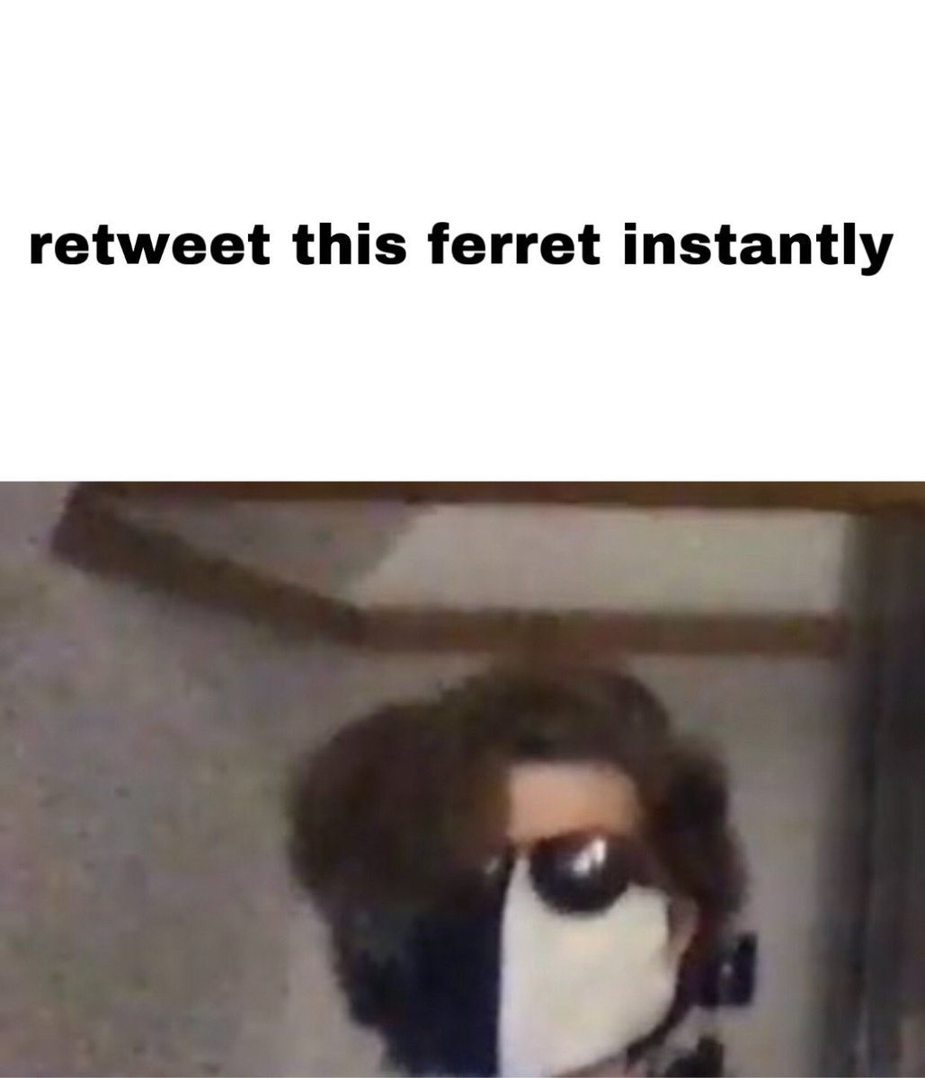 ferretboohourly's tweet image. retweet this ferret instantly