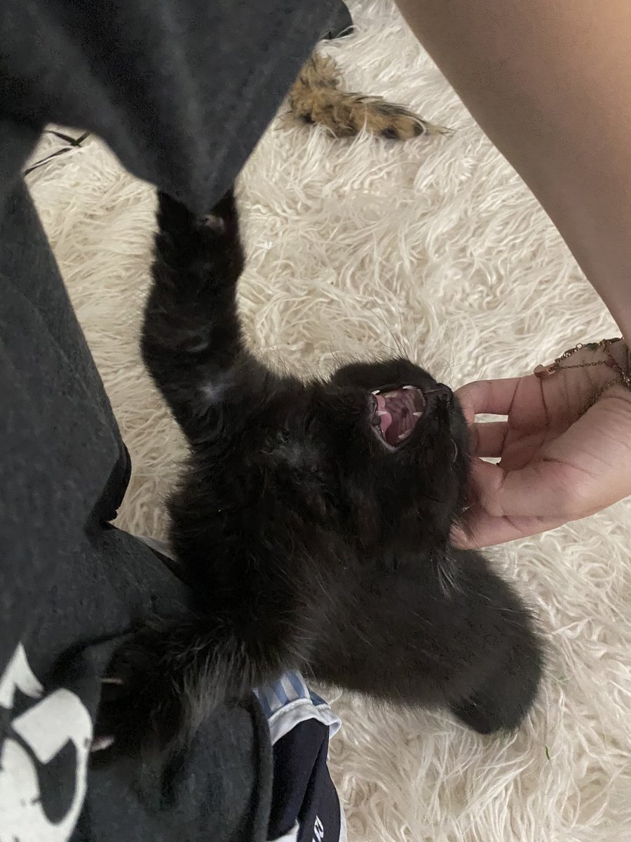 mickenziegale's tweet photo. this thing’s crazy https://t.co/FUP2qdBbRP
