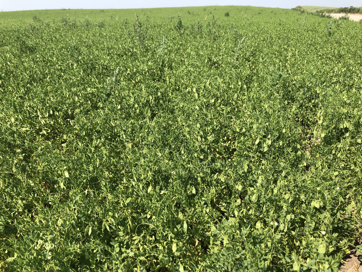 douggomex's tweet photo. Decent Lentil crop picture thanks to a keen grower #PDHGFarms and #omex feed them and they will grow! https://t.co/ZtrHFcqTsf