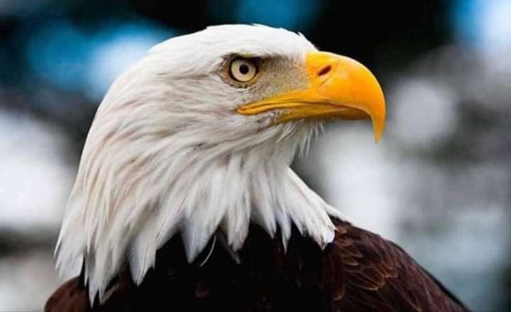 🔍 #Conociendo || Las águilas calvas usan sus plumas para mantener el equilibrio. Si un águila pierde una pluma en un lado de su cuerpo, también perderá una pluma exactamente en el mismo lugar en el lado opuesto.
#RadicalescontralaCovid19
#LaPatriaEsNuestraAmerica
@bingferriar
