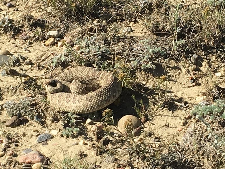 LethbridgeCity's tweet image. Hot weather may not be for everyone, but it&apos;s a rattlesnake&apos;s dream! They are typically found along coulee slopes but they are known to venture into other areas in search of food. To reduce the number of people/pet/snake encounters read this 👇
lethbridge.ca/living-here/An…