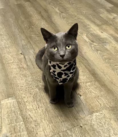 CalamityJaneRag's tweet photo. Feline a lil’ punchy 🐈‍⬛

Get you and your feline friends matching rags today! https://t.co/rd9uRLcDPT