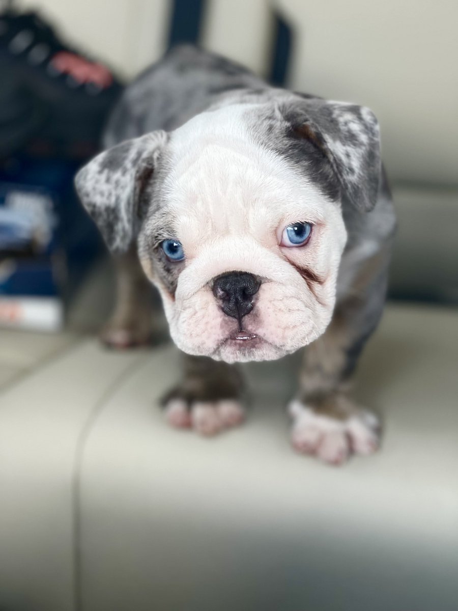 lysdenise_'s tweet photo. Welcome home babygirl!✨🔥🐾 she has a bright future ahead of her. Follow IG: @prestigebullyz__ for her growing and breeding journey. 8 WEEKS 🤍
#bluetri #merle #exoticbulldogs #satx #merlebulldog https://t.co/UsrNMpaFzp
