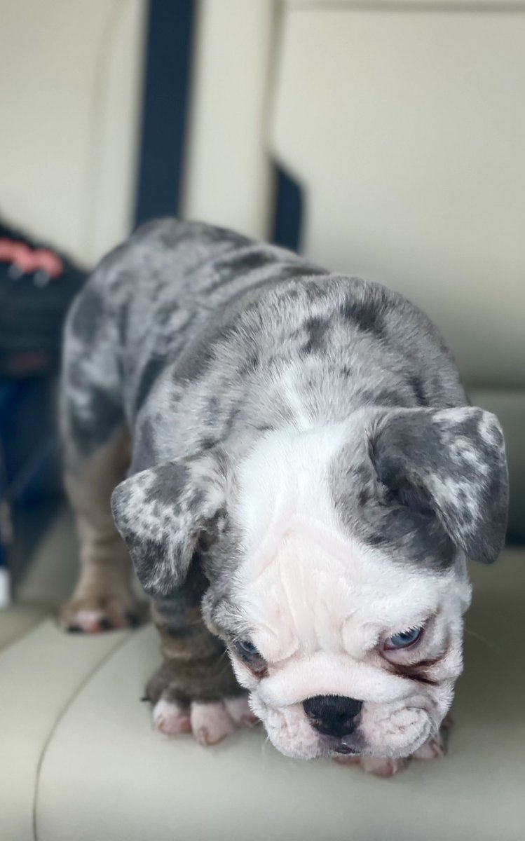lysdenise_'s tweet photo. Welcome home babygirl!✨🔥🐾 she has a bright future ahead of her. Follow IG: @prestigebullyz__ for her growing and breeding journey. 8 WEEKS 🤍
#bluetri #merle #exoticbulldogs #satx #merlebulldog https://t.co/UsrNMpaFzp