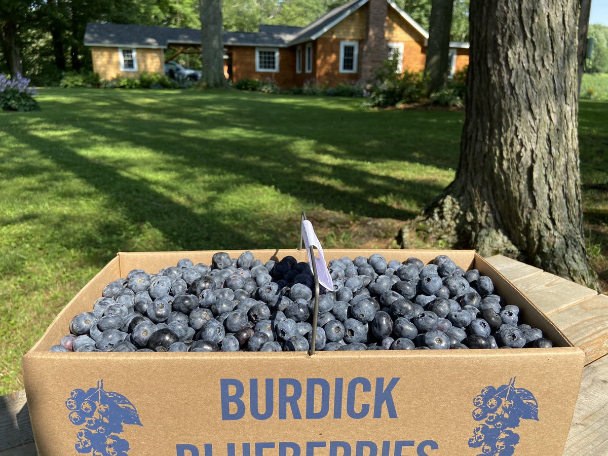 Burdick Blueberries tweet media