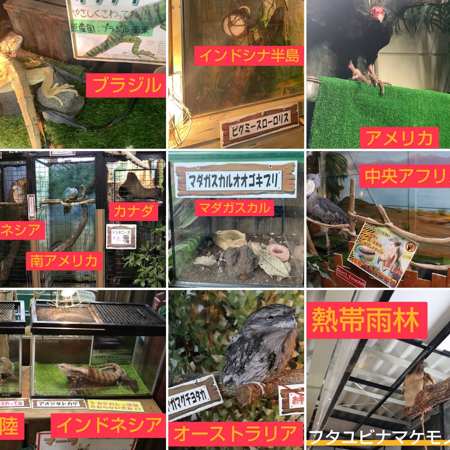 めっちゃおもろい動物園 Twitter Haku Twitter