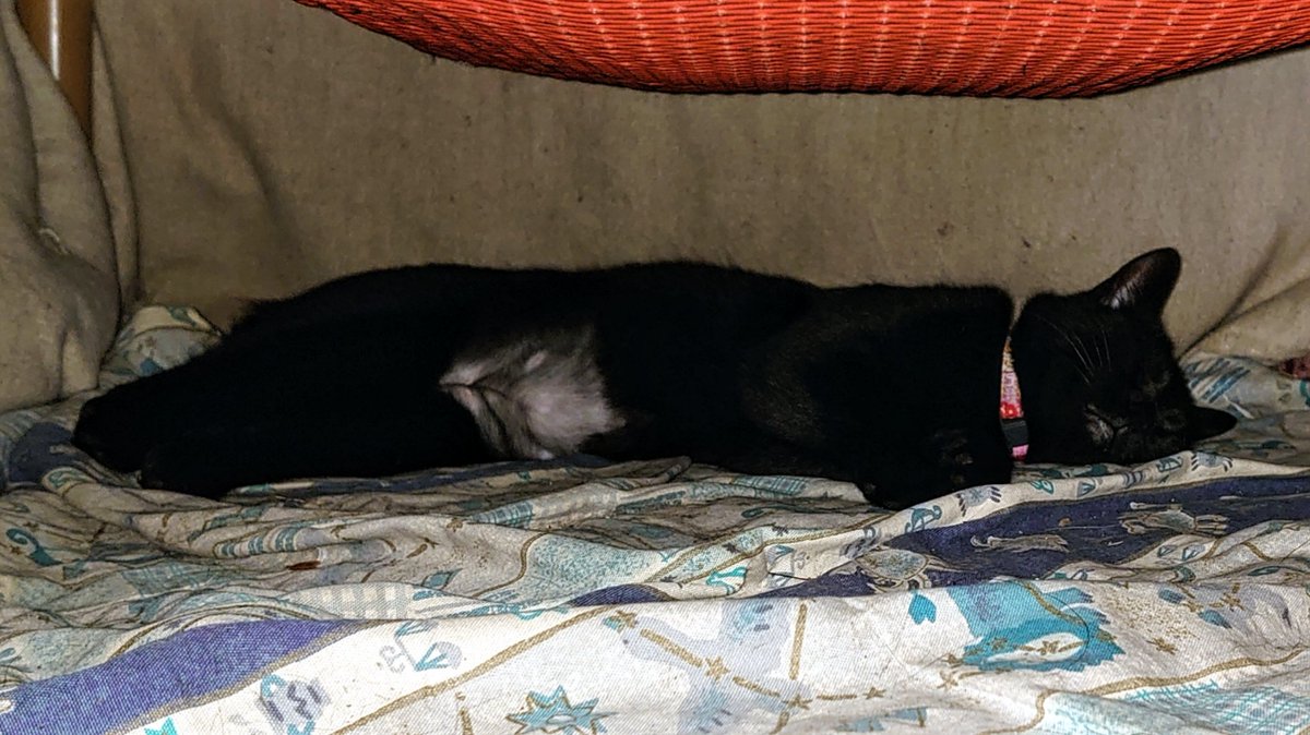 ucchii_5's tweet photo. ダイソーのネズミのオモチャで遊び疲れてこたつで寝るくろちゃん
#黒猫 #くろちゃん 

Kuro-chan sleeps in the kotatsu after exhausted playing with a mouse toy bought at DAISO.
#blackcat #kurochan https://t.co/6QVTbWGkx4