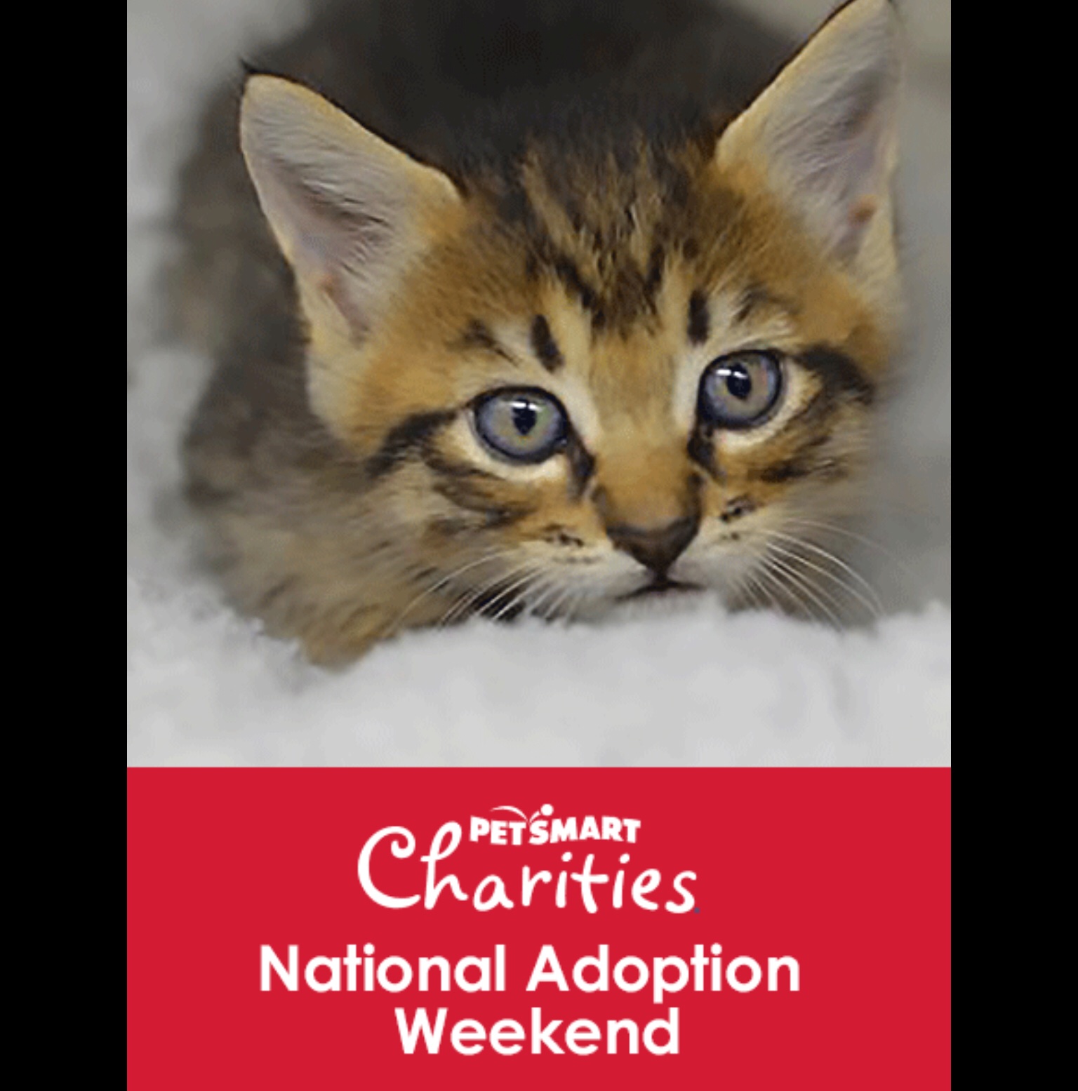 Petsmart national adoption hotsell weekend september 2018