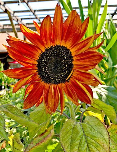 West Seattle Nursery tweet media