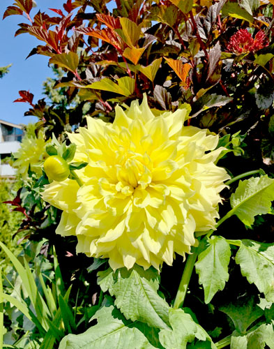 Summer flowers