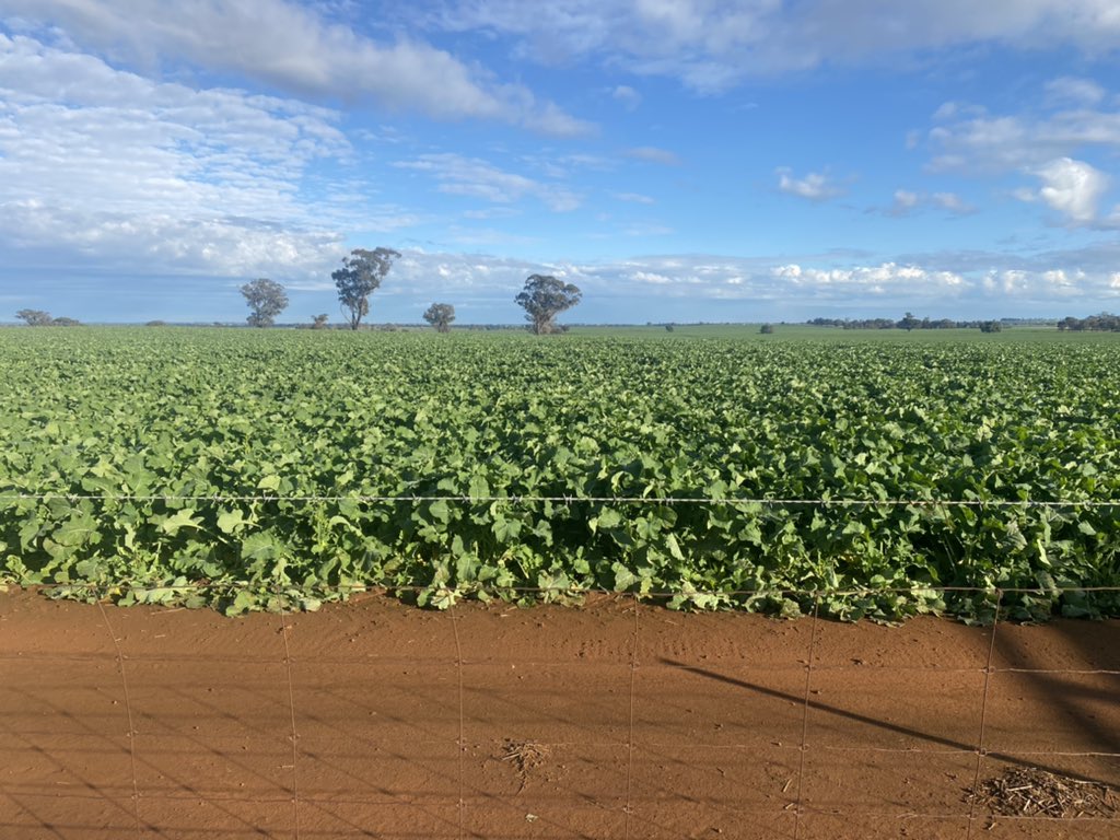 luke_trevaskis's tweet photo. Last lick of urea and shut the gate ๐#44y90 #bringonharvest21 https://t.co/ljAZPYOrFW