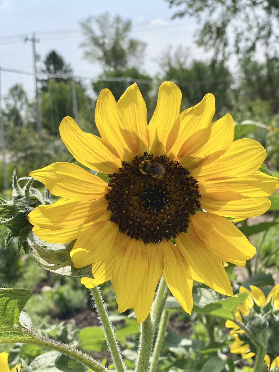 Edmonton Urban Farm (@northlands) is a unique farm in the heart of the city. Visitors can tour with a gardener & pick up tips on growing food, herbs, edible flowers, pollinator plants, gardening techniques and so much more on Aug 15. albertaopenfarmdays.ca/farm/northland… #ABFarmDays #YEG