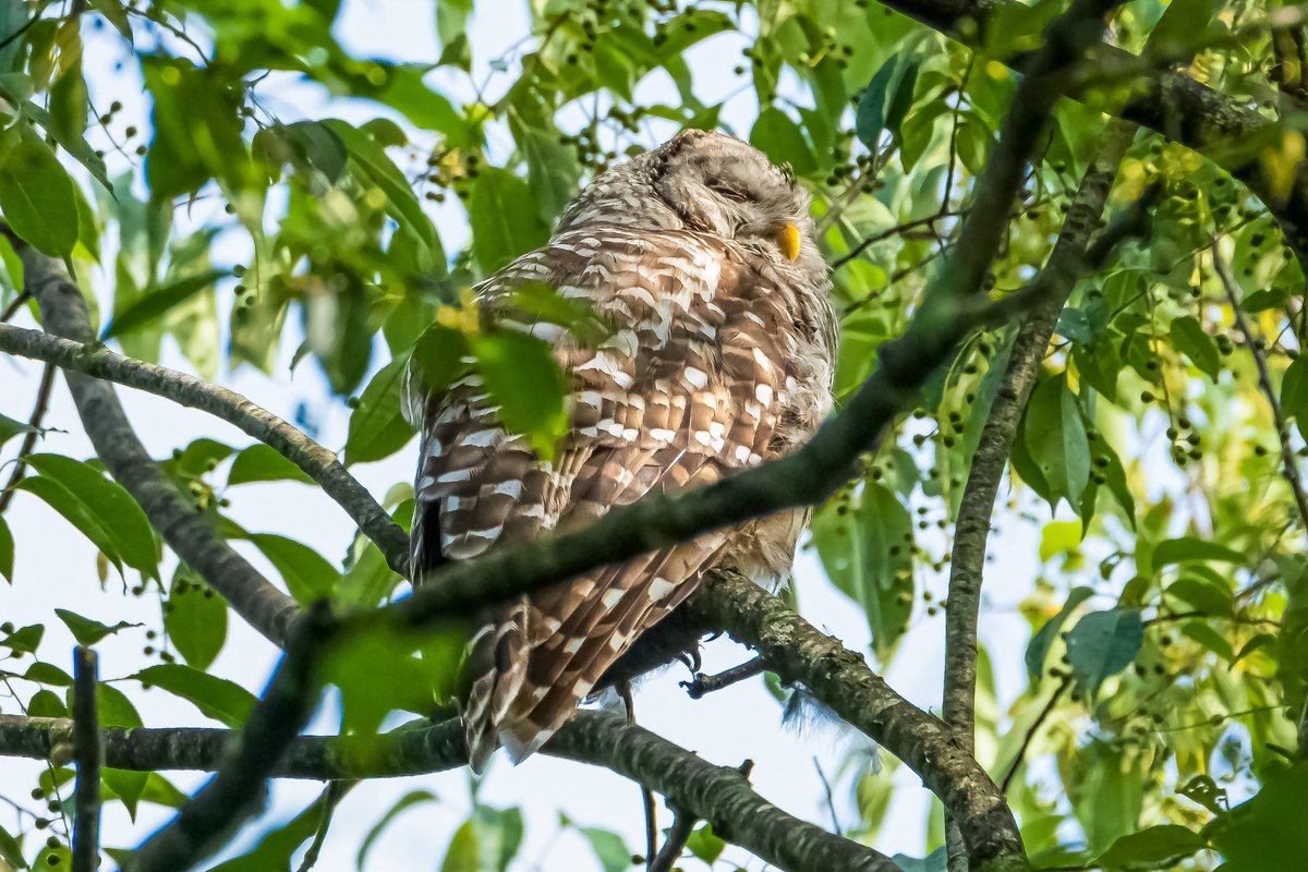 RoppityPhotos's tweet photo. Trying to get a little shut eye.

#owls #barredowl #twitternaturecommunity #notbarry https://t.co/XlaKuF0E7Y