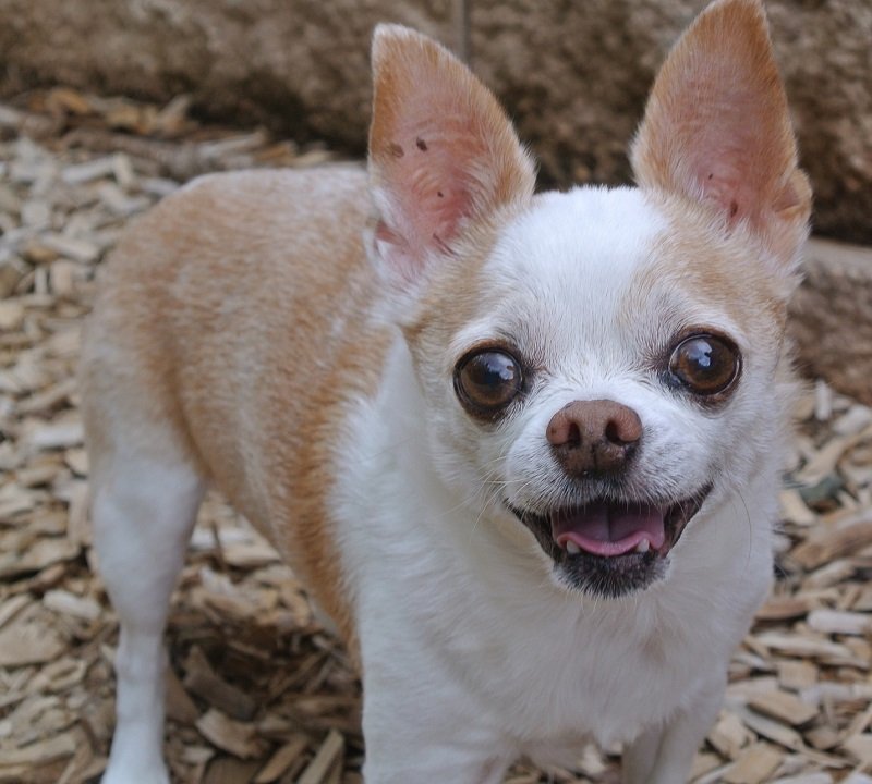 Vous voyez ce chihuahua ? Bientôt il aura d'avantage de droits que les personnes non-vaccinées. #VaccinObligatoire #ConcertDeParis #ApollineMatin #PassDeLaHonte